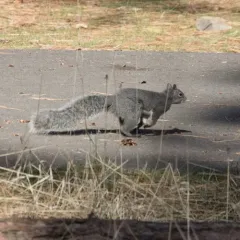 Western Gray Squirrel thumbnail 2