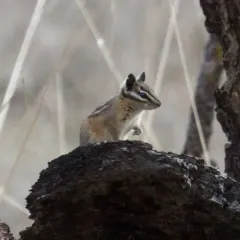 Yellow-pine Chipmunk thumbnail 2