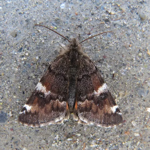 Infant Moth
