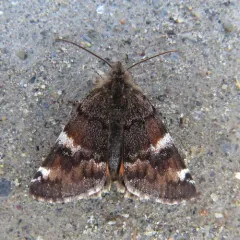 Infant Moth thumbnail 1