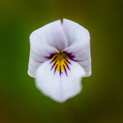 northern two-eyed violet