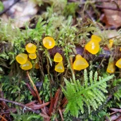 alpine jelly cone thumbnail 2