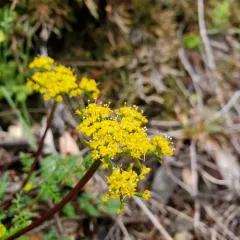 Hall's Biscuitroot thumbnail 1