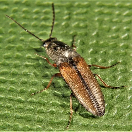 Black-footed Click Beetle
