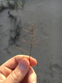 northern witchgrass thumbnail 2
