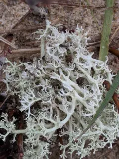 Dune Reindeer Lichen thumbnail 1