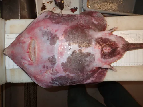 Boreal Skate