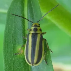 Trirhabda virgata thumbnail 2