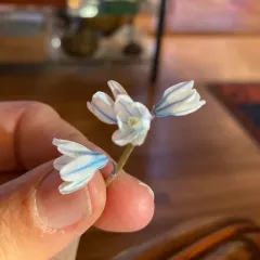 striped squill thumbnail 2