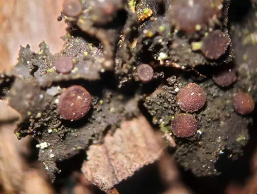 Scytinium dactylinum