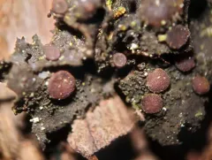 Scytinium dactylinum thumbnail 1