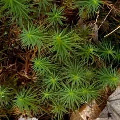 Common Haircap Moss thumbnail 2