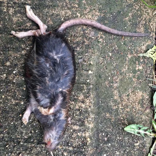 Brown Rat