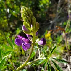 Riverbank Lupine thumbnail 4