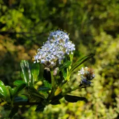 blueblossom thumbnail 2