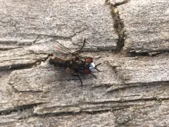 Metopia argyrocephala thumbnail 3
