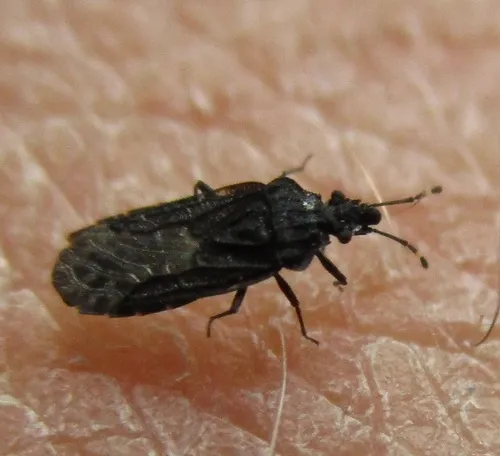 Aradus falleni