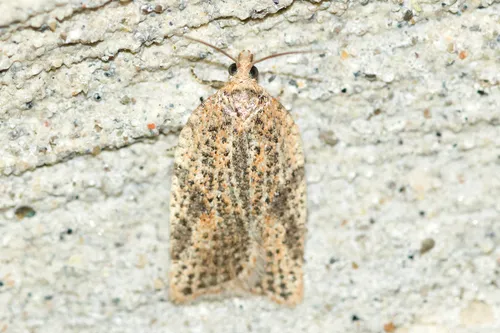 Acleris negundana