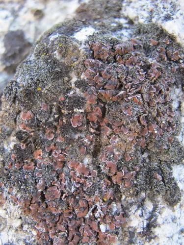 Psora luridella