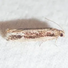 Epinotia zandana thumbnail 4