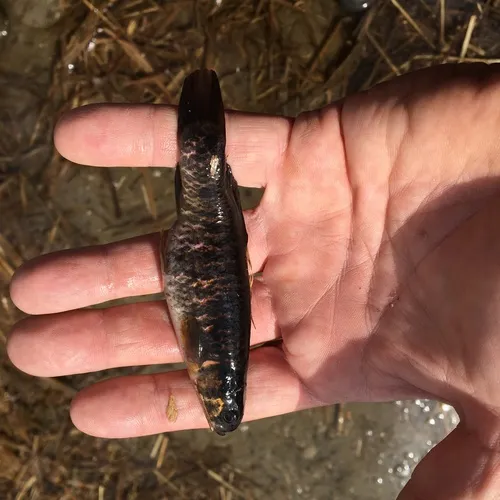 Central Mudminnow