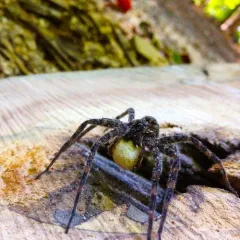 Dark Fishing Spider thumbnail 3
