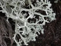 Dune Reindeer Lichen thumbnail 2