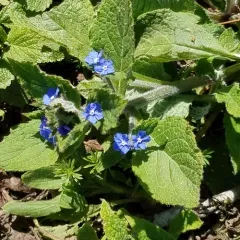 Green Alkanet thumbnail 4