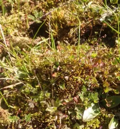 common sandweed thumbnail 4