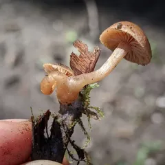scurfy twiglet thumbnail 1