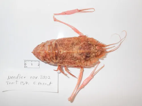 Flatback Lobster