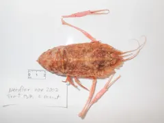 Flatback Lobster thumbnail 1