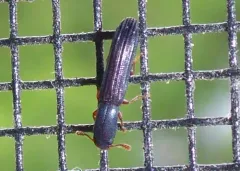 Lined Cylindrical Bark Beetle thumbnail 2