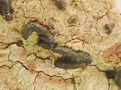 Hysterium pulicare thumbnail 3