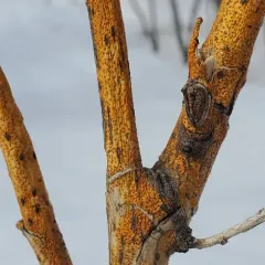 dogwood golden canker thumbnail 2