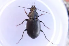 Diplocheila striatopunctata thumbnail 1