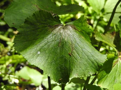 Zygoneura calthella