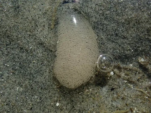 Albatross Aglaja