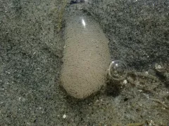 Albatross Aglaja thumbnail 1