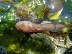 Marbled Snailfish thumbnail 2