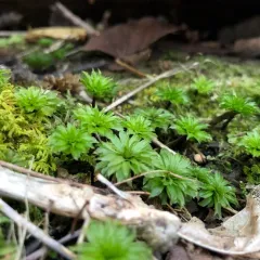 Ontario rhodobryum moss thumbnail 2