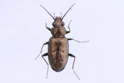 Cheyenne Riverbank Ground Beetle