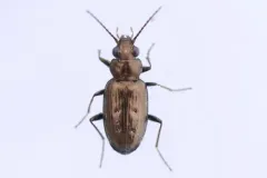 Cheyenne Riverbank Ground Beetle thumbnail 1
