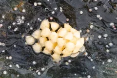 Volutharpa ampullacea thumbnail 2