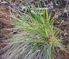 Pacific Small-reedgrass thumbnail 2