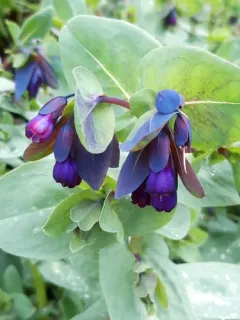 Greater honeywort thumbnail 3