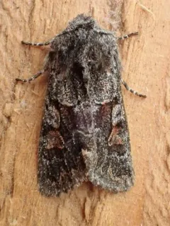 Egira variabilis thumbnail 4