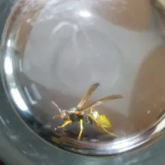 Golden Paper Wasp thumbnail 2