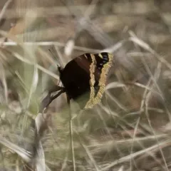 Mourning Cloak thumbnail 2