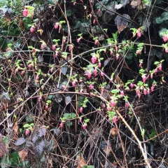 Red-flowering Currant thumbnail 2